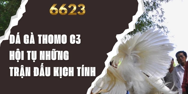 Đá Gà Thomo C3 - Hội Tụ Những Trận Đấu Kịch Tính