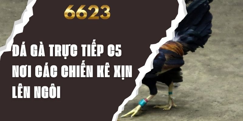 Đá Gà Trực Tiếp C5 - Nơi Các Chiến Kê Xịn Lên Ngôi