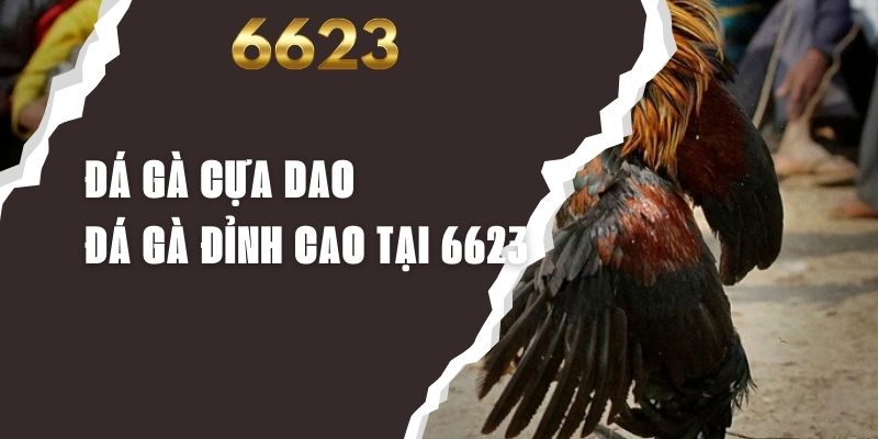 Đá Gà Cựa Dao - Trải Nghiệm Đá Gà Cựa Dao Đỉnh Cao Tại 6623